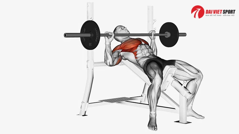 Bài tập Barbell Bench Press