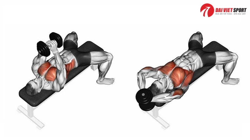 Bài tập Dumbbell Pullover