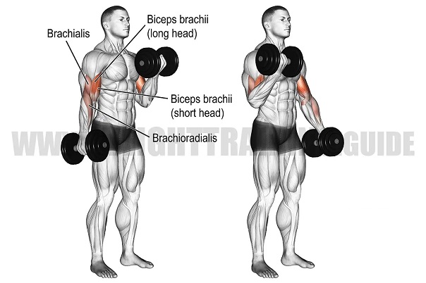 loi-ich-bai-tap-biceps-curl