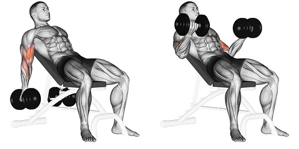 loi-ich-bai-tap-incline-dumbbell-curl