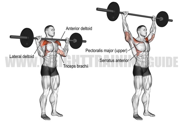 nhom-co-tac-dong-bai-overhead-shoulder-press